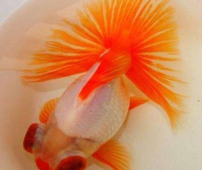什么金鱼最好养也最漂亮？